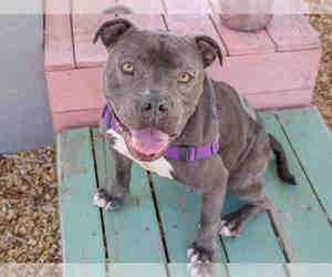 American Pit Bull Terrier Dogs for adoption in Santa Rosa, CA, USA