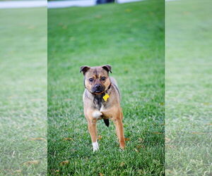 Pug-Unknown Mix Dogs for adoption in Sandy, UT, USA