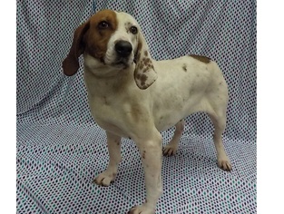 Mutt Dogs for adoption in Hughesville, MD, USA
