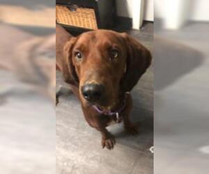 Redbone Coonhound Dogs for adoption in Blairsville, GA, USA