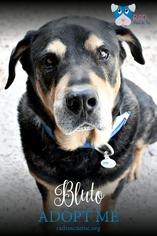 Rottweiler Dogs for adoption in Tucson, AZ, USA