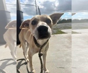 Carolina Dog-Unknown Mix Dogs for adoption in Oakhurst, NJ, USA
