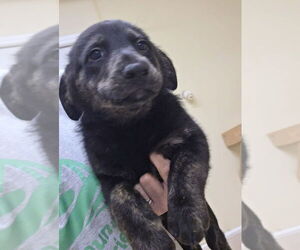Labrador Retriever-Unknown Mix Dogs for adoption in Osgood, IN, USA