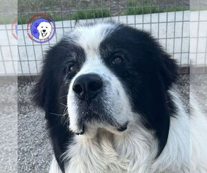 Great Pyrenees Dogs for adoption in Spring, TX, USA