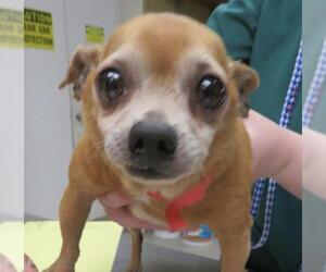 Chihuahua Dogs for adoption in Columbia, TN, USA