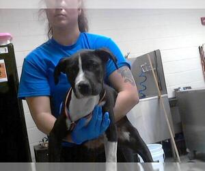 American Pit Bull Terrier-Unknown Mix Dogs for adoption in Fayetteville, NC, USA