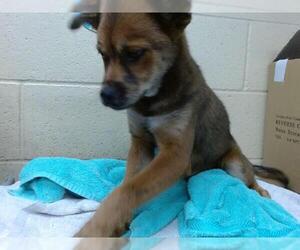 German Shepherd Dog Dogs for adoption in Downey, CA, USA
