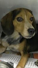 Beagle Dogs for adoption in Toms River, NJ, USA