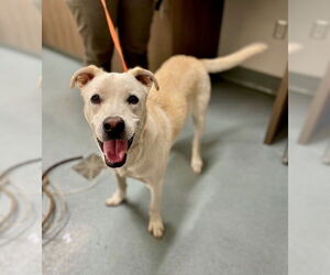 Labrador Retriever Dogs for adoption in Baytown, TX, USA