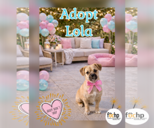 Pug-Unknown Mix Dogs for adoption in Menifee, CA, USA