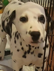 Medium Photo #1 Dalmatian Puppy For Sale in Morgantown WV, PA, USA