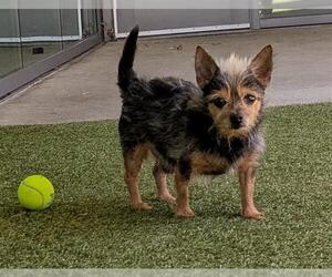 Mutt Dogs for adoption in San Martin, CA, USA