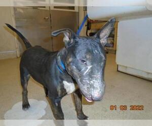 Bull Terrier Dogs for adoption in Riverside, CA, USA