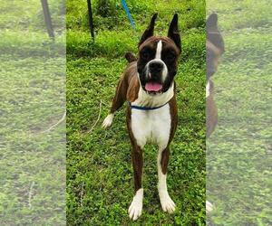 Boxer-Unknown Mix Dogs for adoption in The Woodlands, TX, USA