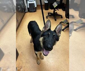 German Shepherd Dog Dogs for adoption in Martinez, CA, USA