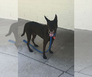 Chihuahua-Unknown Mix Dogs for adoption in Tempe , AZ, USA