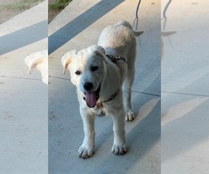 Great Pyrenees-Unknown Mix Dogs for adoption in Dallas, TX, USA