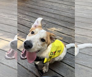 Mutt Dogs for adoption in Holly Springs, NC, USA