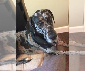 Great Dane Dogs for adoption in Lincoln, NE, USA