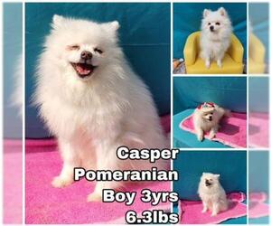 Pomeranian Dogs for adoption in Seattle, WA, USA