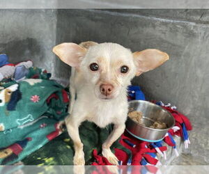 Chihuahua Dogs for adoption in Pasadena, CA, USA