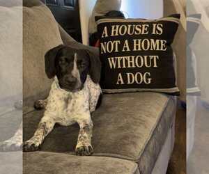 Bluetick Coonhound-Unknown Mix Dogs for adoption in pomfret, CT, USA