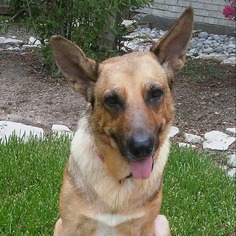 German Shepherd Dog Dogs for adoption in League City, TX, USA