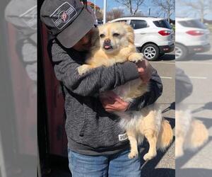 Shinese Dogs for adoption in Arlington, WA, USA