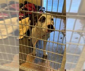 American Pit Bull Terrier-Unknown Mix Dogs for adoption in Texas City, TX, USA