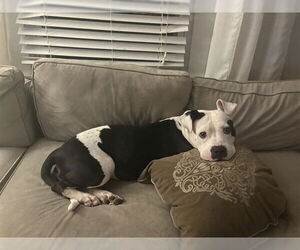 Boxer Dogs for adoption in Louisville, KY, USA