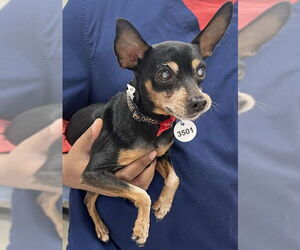 Miniature Pinscher Dogs for adoption in Forestville, MD, USA