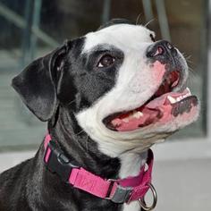Olde Bulldog Dogs for adoption in Fairport, NY, USA