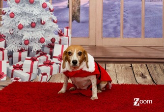 Medium Photo #1 Beagle Puppy For Sale in Brooksville, FL, USA