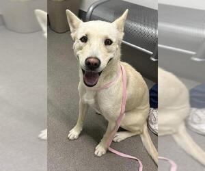 Siberian Husky-Unknown Mix Dogs for adoption in HESPERIA, CA, USA