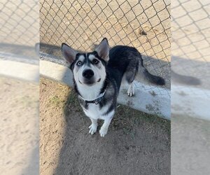 Siberian Husky Dogs for adoption in Bakersfield, CA, USA