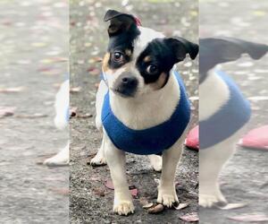 Chug Dogs for adoption in Palo Alto, CA, USA