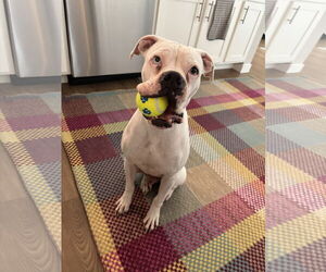 Boxer Dogs for adoption in  Katy, TX, USA