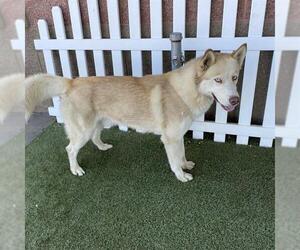 Siberian Husky-Unknown Mix Dogs for adoption in Modesto, CA, USA