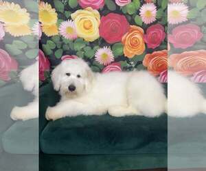 Poodle (Standard)-Unknown Mix Dogs for adoption in Plainfield, IL, USA