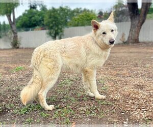 German Shepherd Dog Dogs for adoption in San Diego, CA, USA