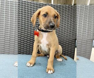 Labrador Retriever-Unknown Mix Dogs for adoption in San Luis Rey, CA, USA