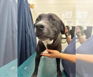 Labrador Retriever-Unknown Mix Dogs for adoption in Mobile, AL, USA