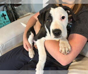 Mutt Dogs for adoption in Alexander, AR, USA