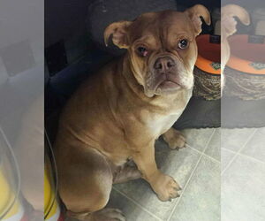 American Bulldog Dogs for adoption in Rustburg, VA, USA
