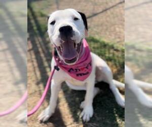 Dogo Argentino Dogs for adoption in Bakersfield, CA, USA