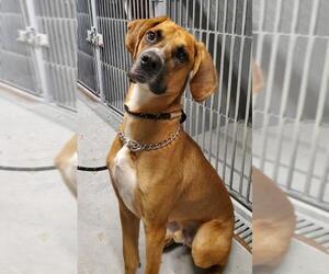 Black and Tan Coonhound-Labrador Retriever-Boxer Mix Dogs for adoption in Keswick, Ontario, Canada