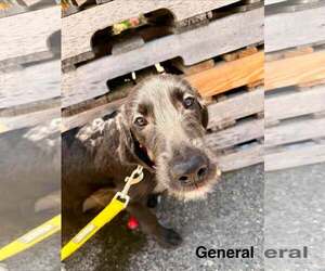 Labrador Retriever-Unknown Mix Dogs for adoption in pomfret, CT, USA