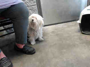 Maltese Dogs for adoption in Tulsa, OK, USA