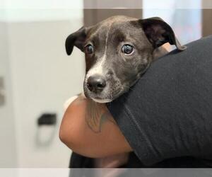 Mutt Dogs for adoption in Tulsa, OK, USA