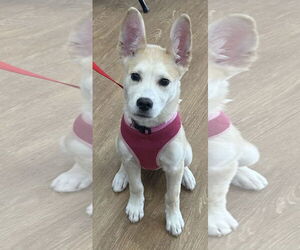 Huskies -Unknown Mix Dogs for adoption in Clarkston, MI, USA